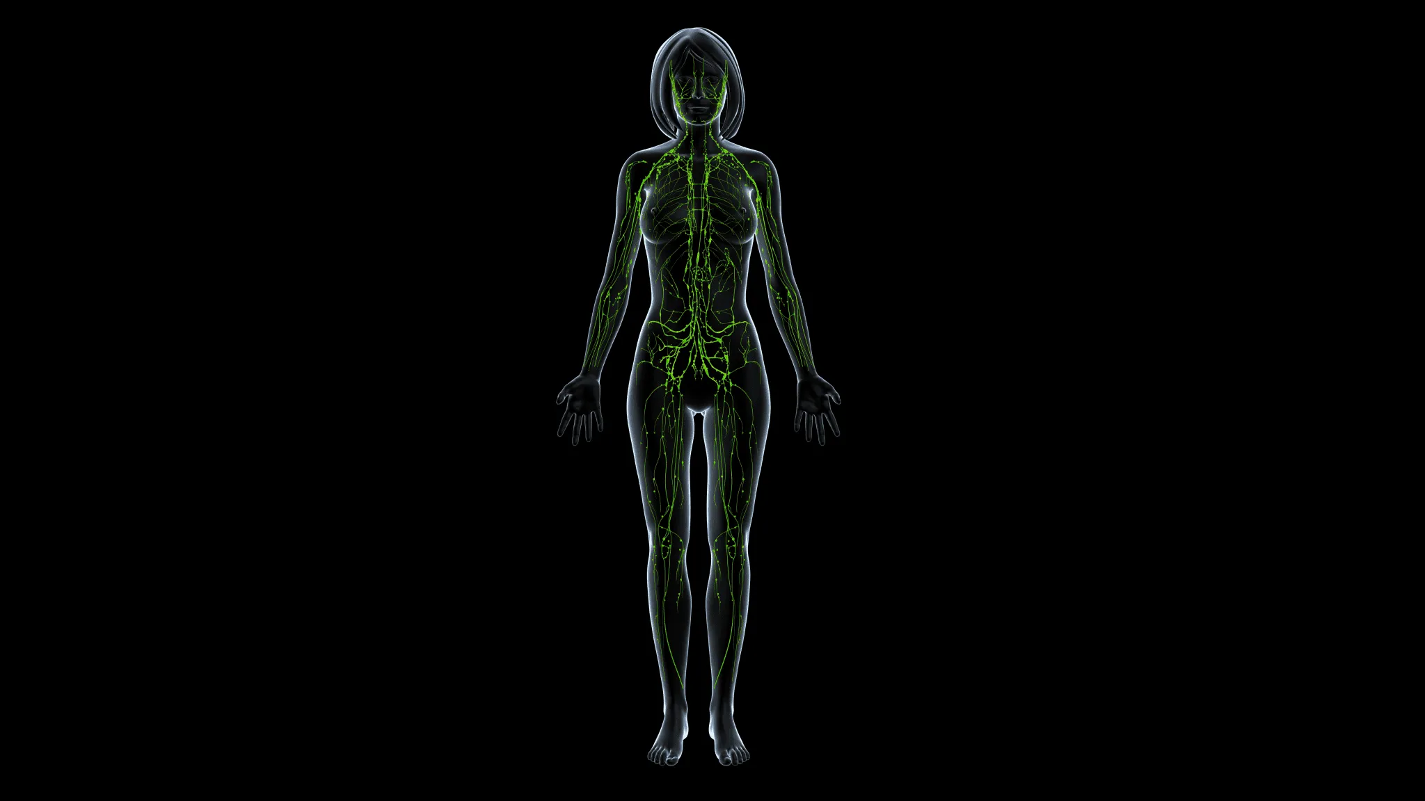 Understanding Your Lymphatic System